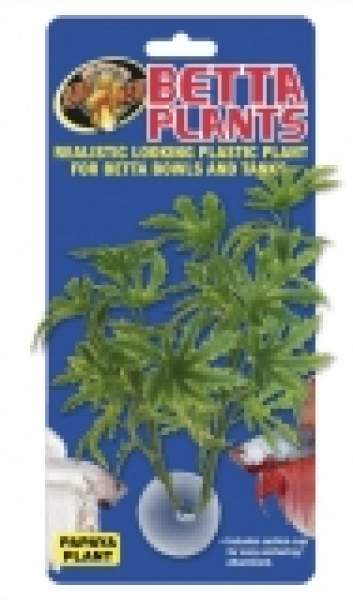 Betta Plant